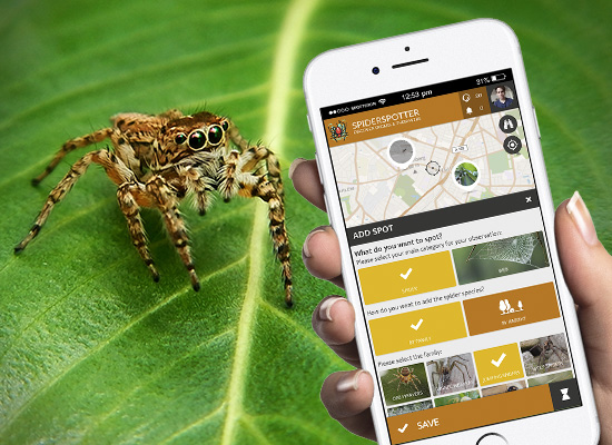 Spot spiders in the SPOTTERON Citizen Science app