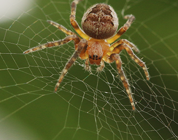 Fleecy jumping spider - SpiderSpotter