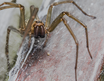 Funnel Weavers