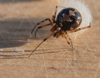 Cobweb Spiders