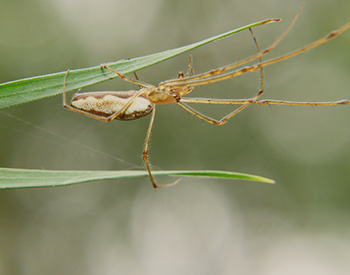 Long-jawed Orb Weavers