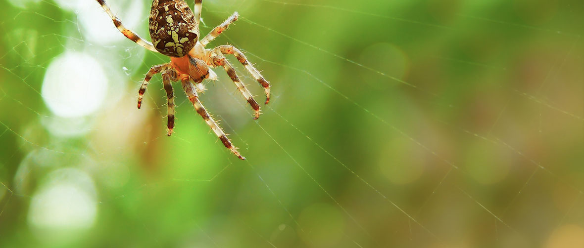 Spider Citizen Science App