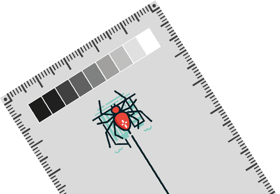 Spider Size Ruler