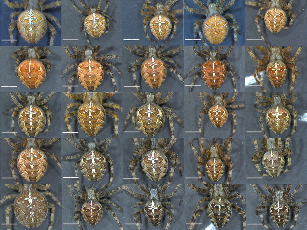 araneus diadematus colour overview