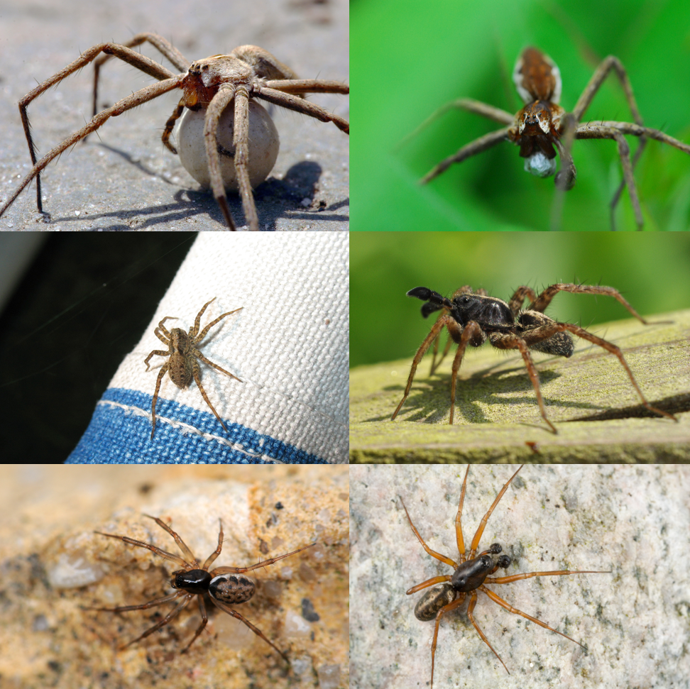 Parts Of A Spider Male Spider Dorsal View