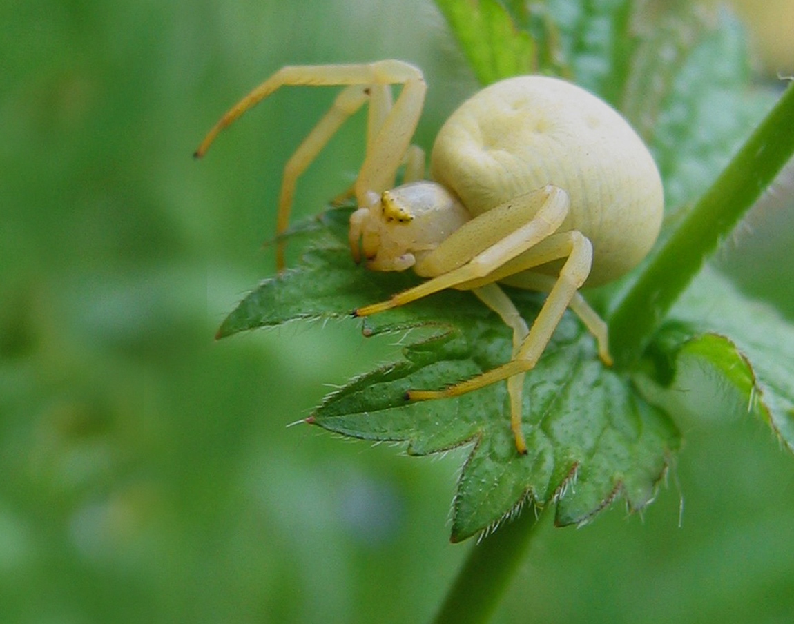 Crab Spiders - SpiderSpotter