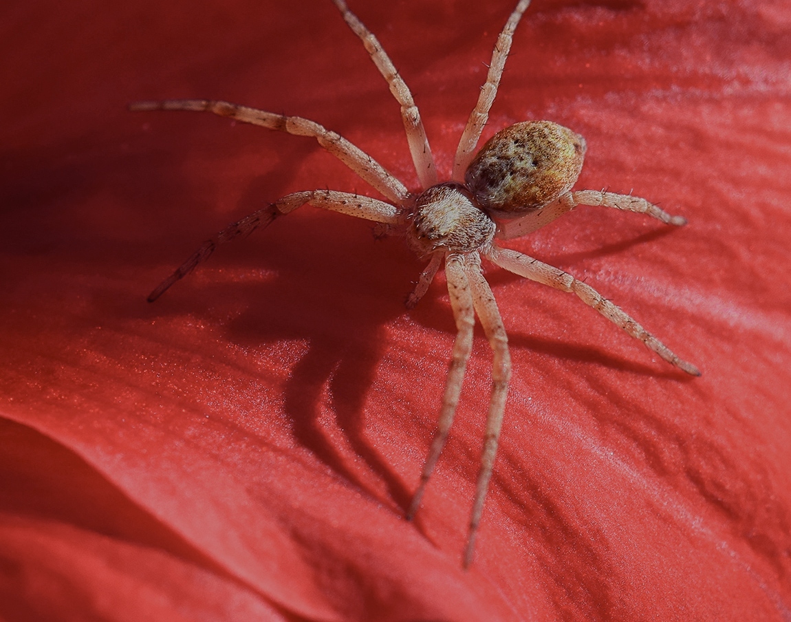 Running Crab Spiders SpiderSpotter