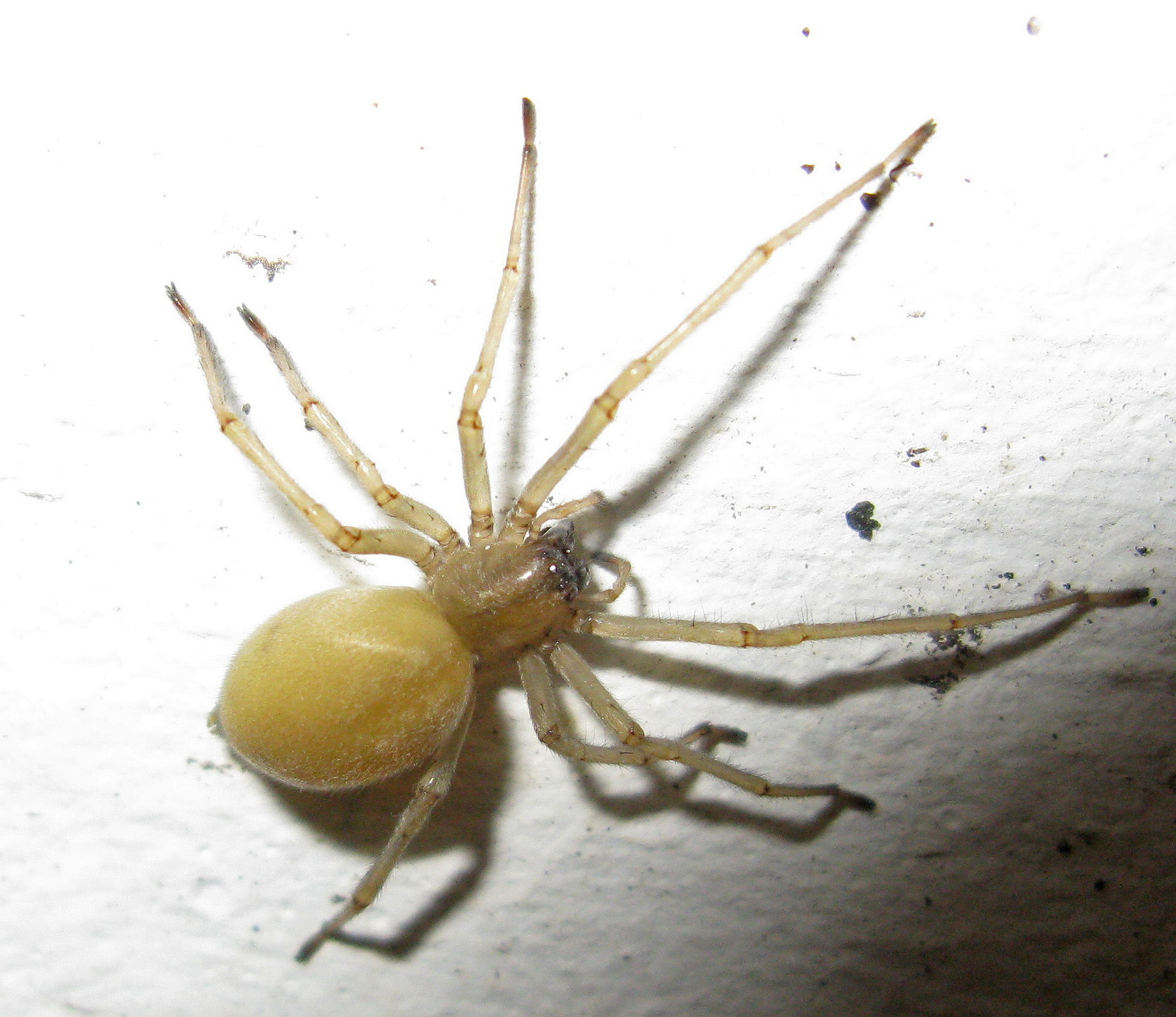 Everything You Need to Know About Yellow Sac Spider