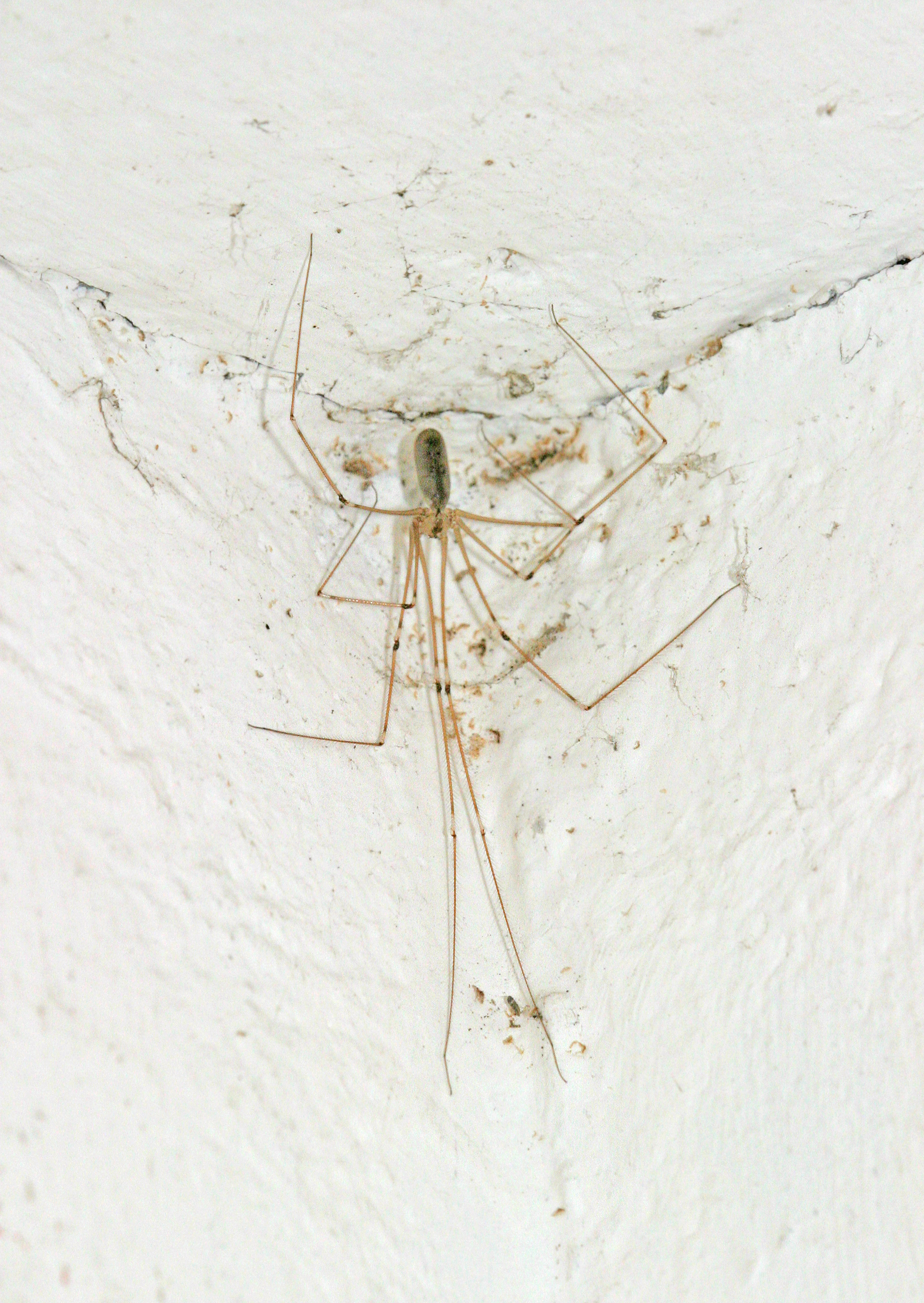 Cellar Spider Vs Daddy Long Legs - What Are You Actually Seeing