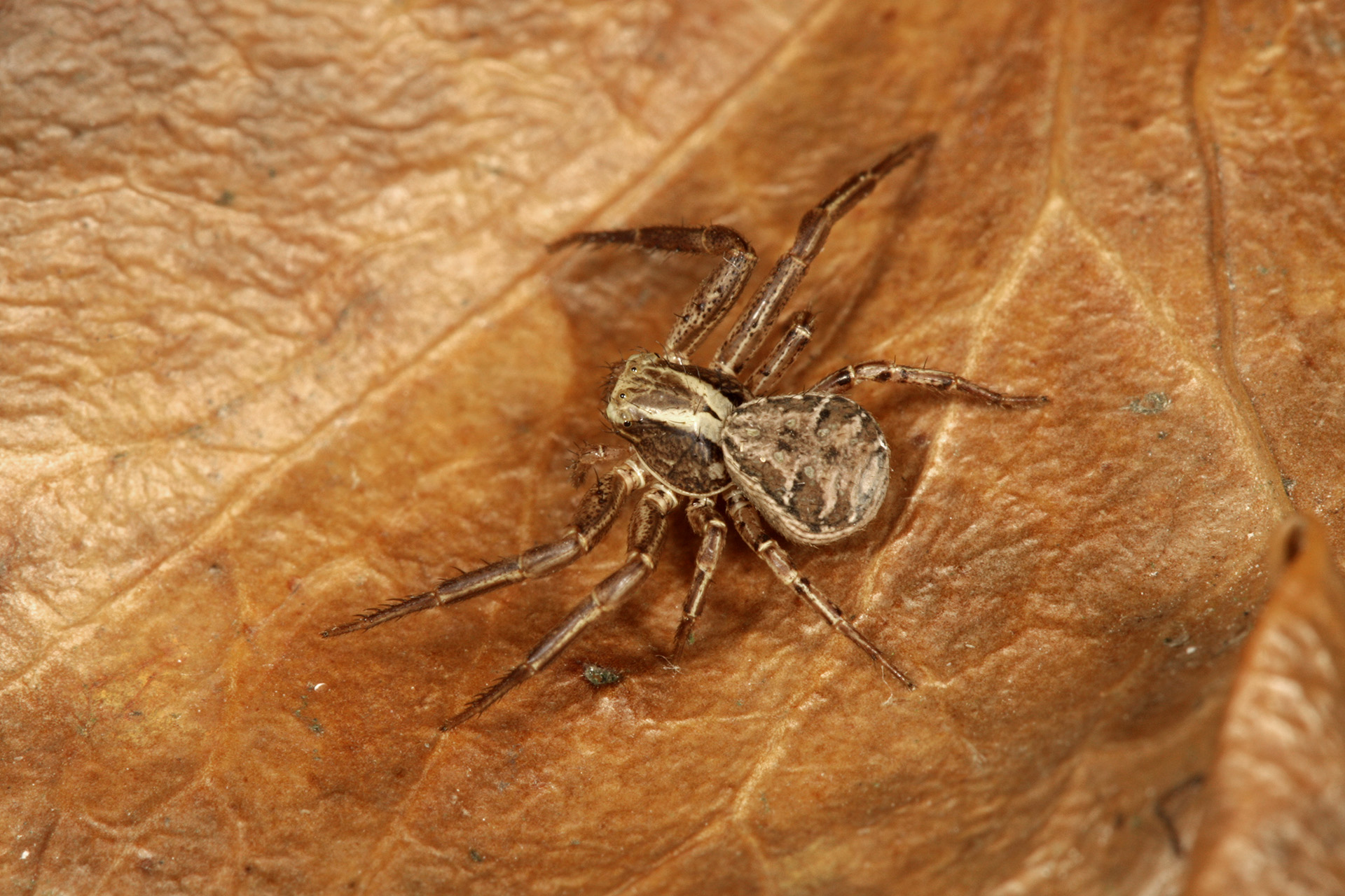 UK Common Types of House Spiders