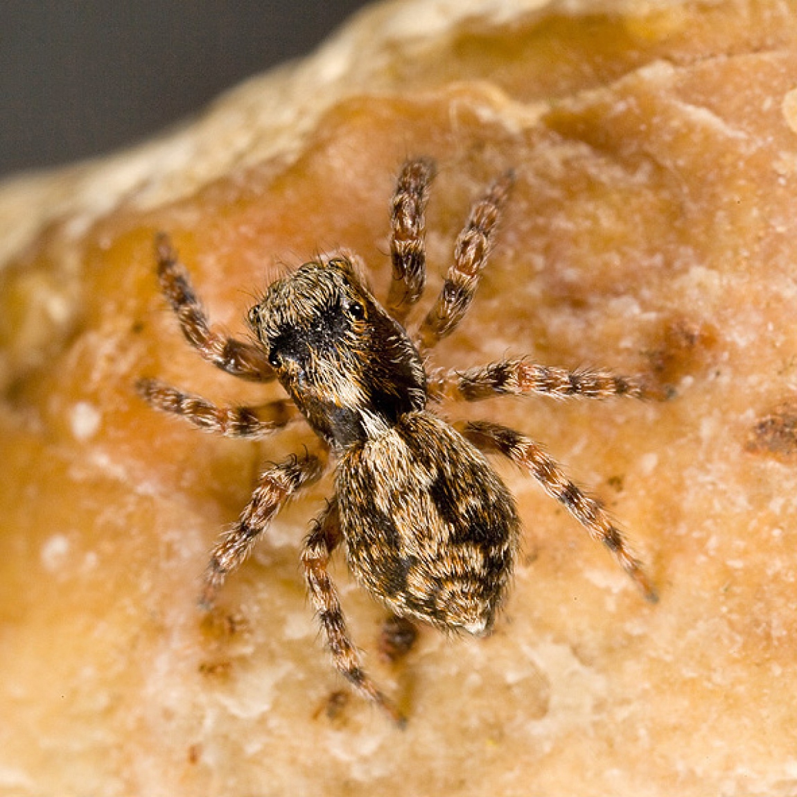 Fleecy jumping spider - SpiderSpotter