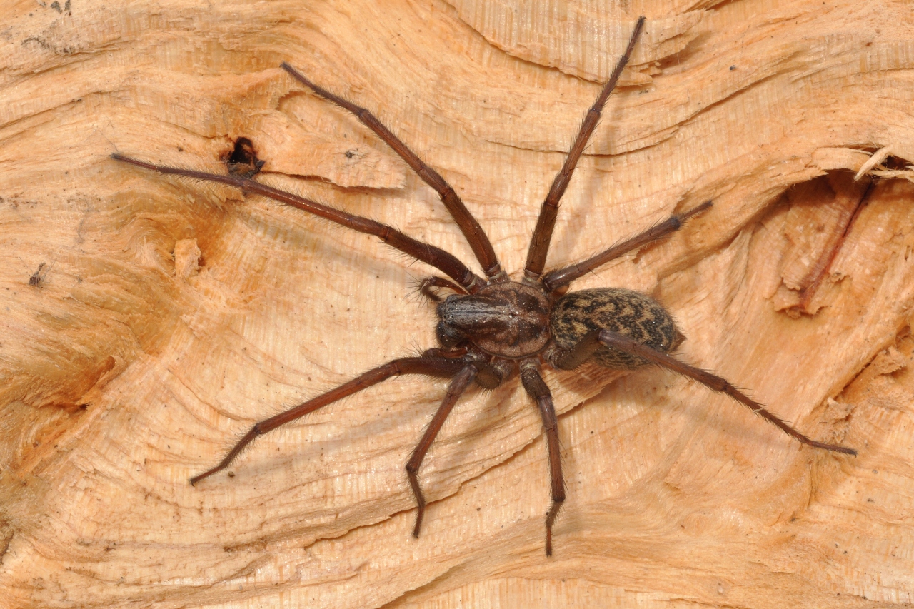 Dorsal view female with light pattern on abdomen