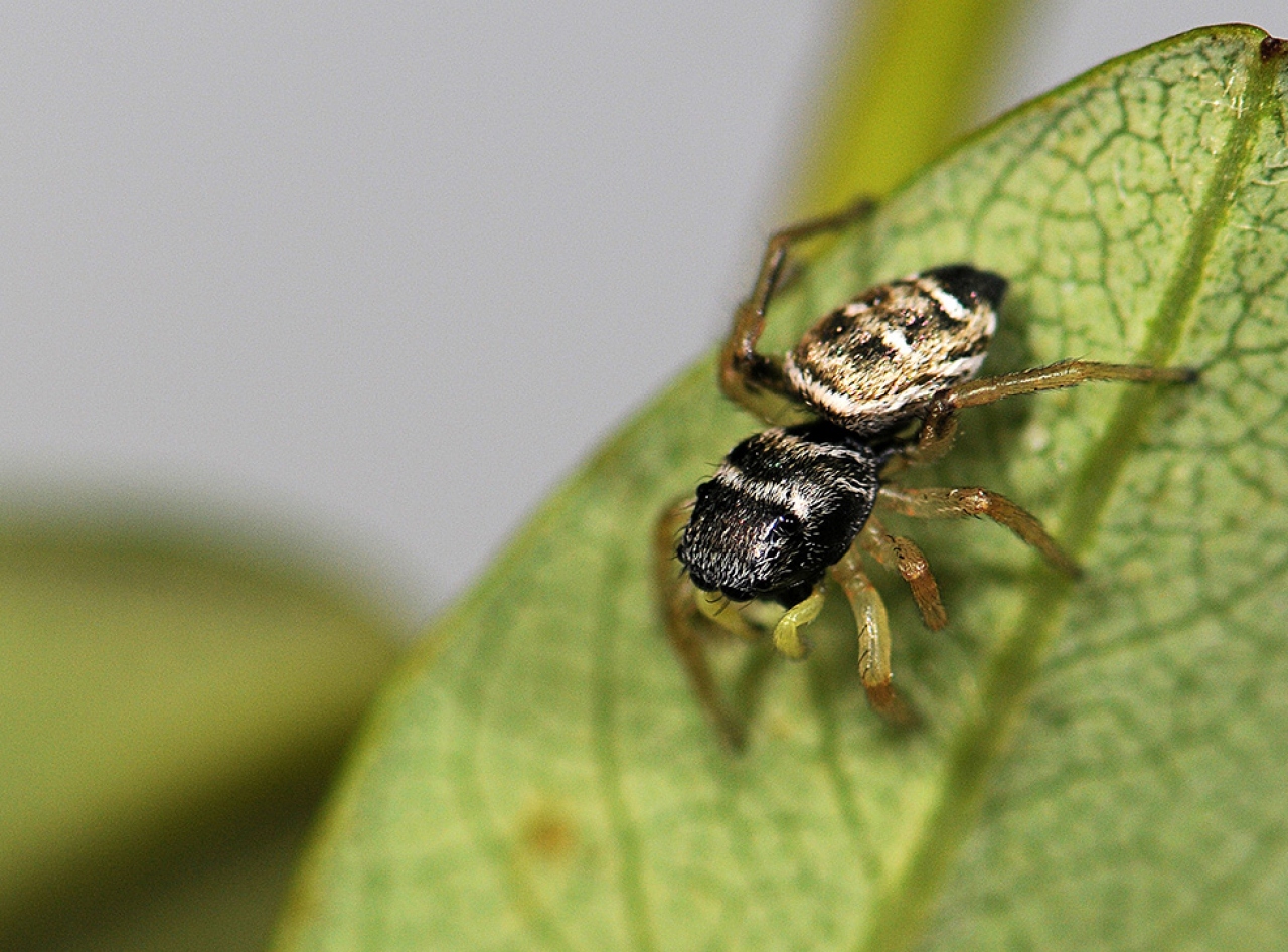 Female with white stripe on the front of the abdomen and yellow palps