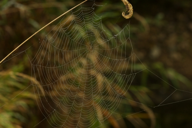 Orb web with dew drops