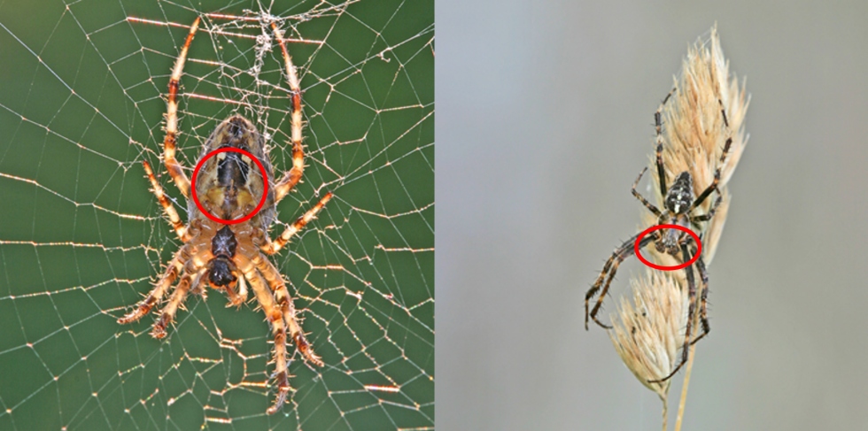 How to easily recognize a male or female spider? - SpiderSpotter
