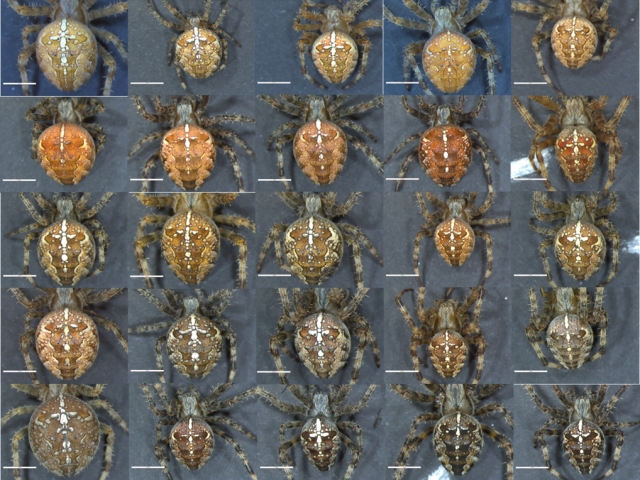 colour variation in Araneus diadematus