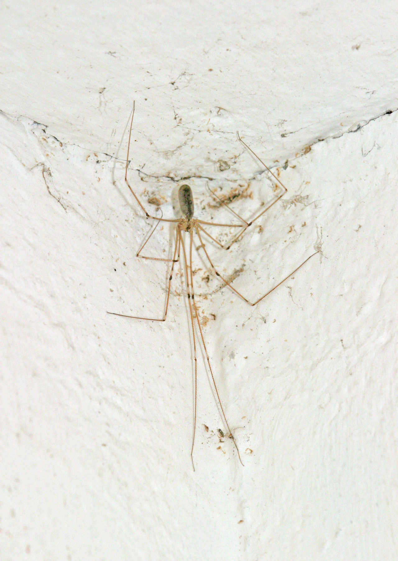 Female, typical location in the corner of a ceiling