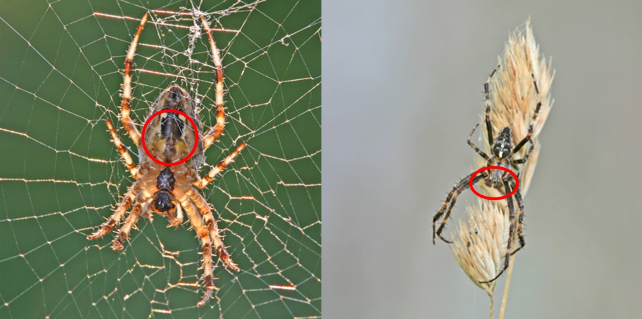 Kruisspin vrouwtje met epigyne (links) en mannetje met verdikte pedipalpen (rechts). 