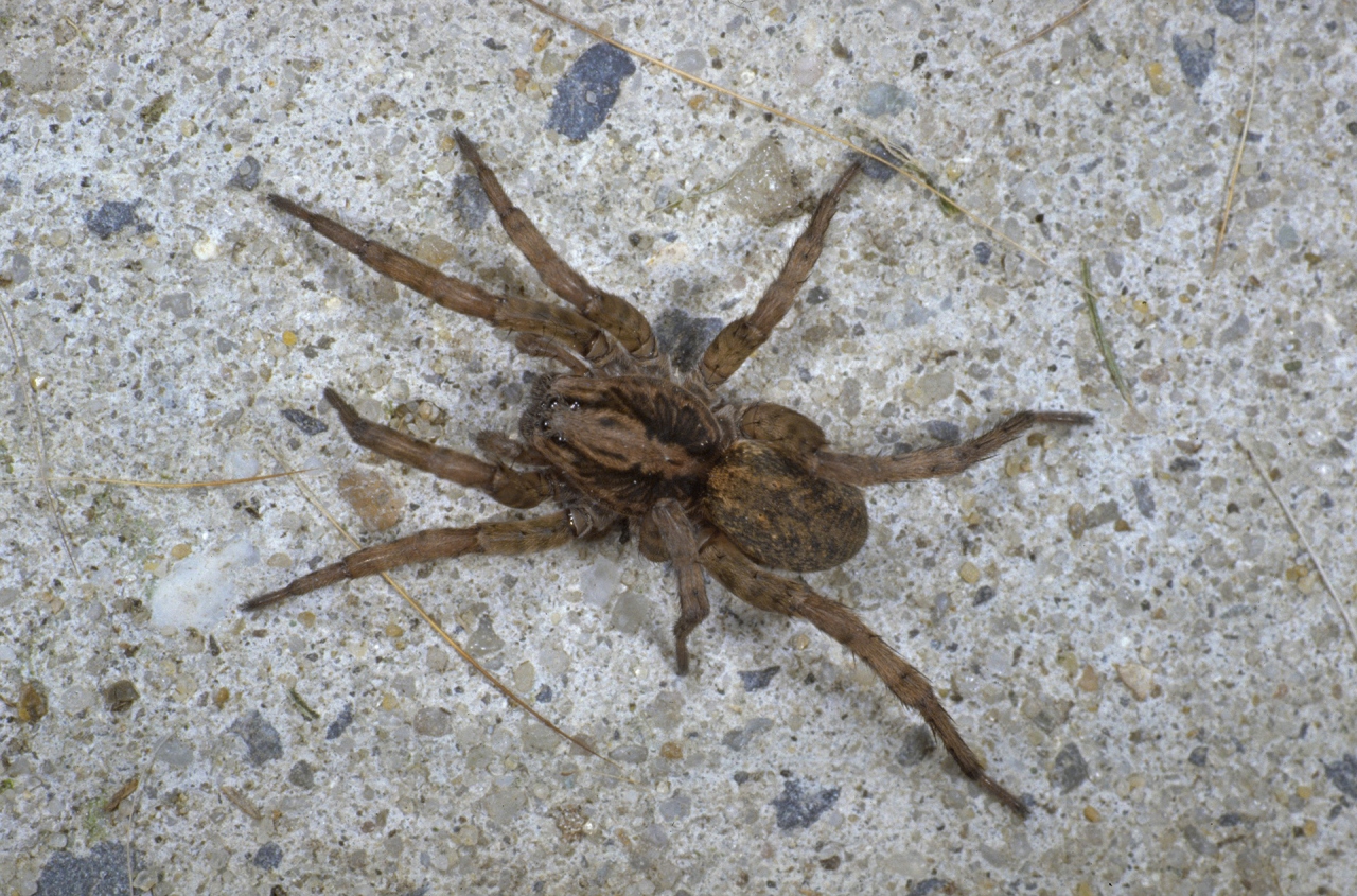 albino wolf spider