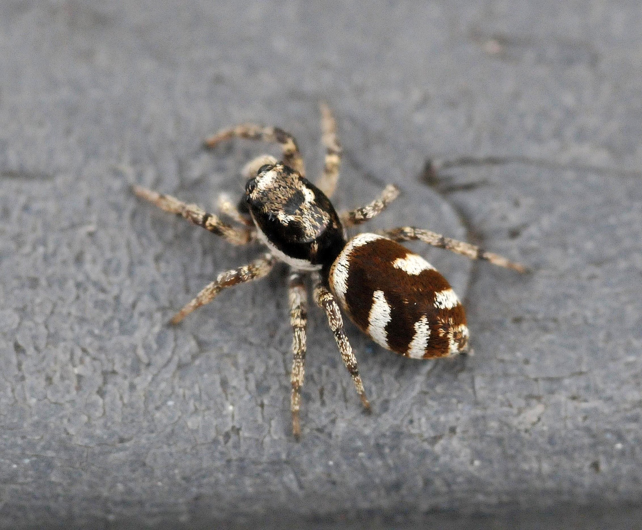 Dorsal view female 