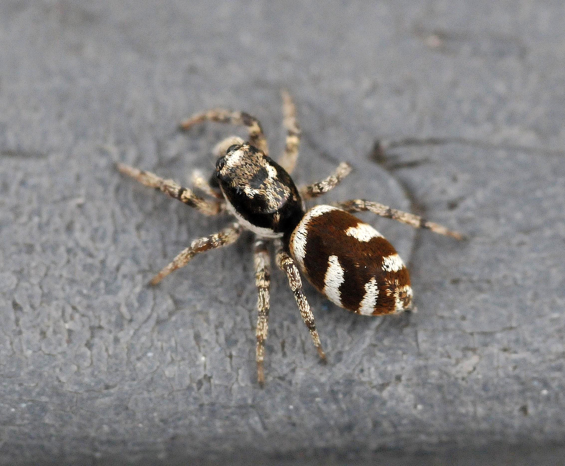 Zebra Jumping Spiders: A Salticus Scenicus Care Guide!