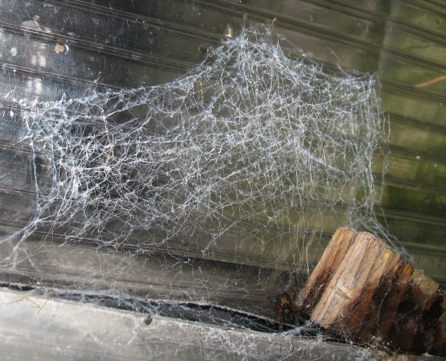 Cribellate web (Lace weaver spider)