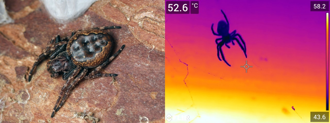 Platte Wielwebspin