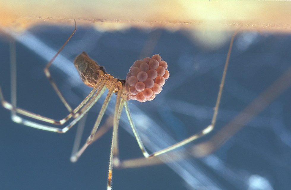 Marbled cellar spider SpiderSpotter