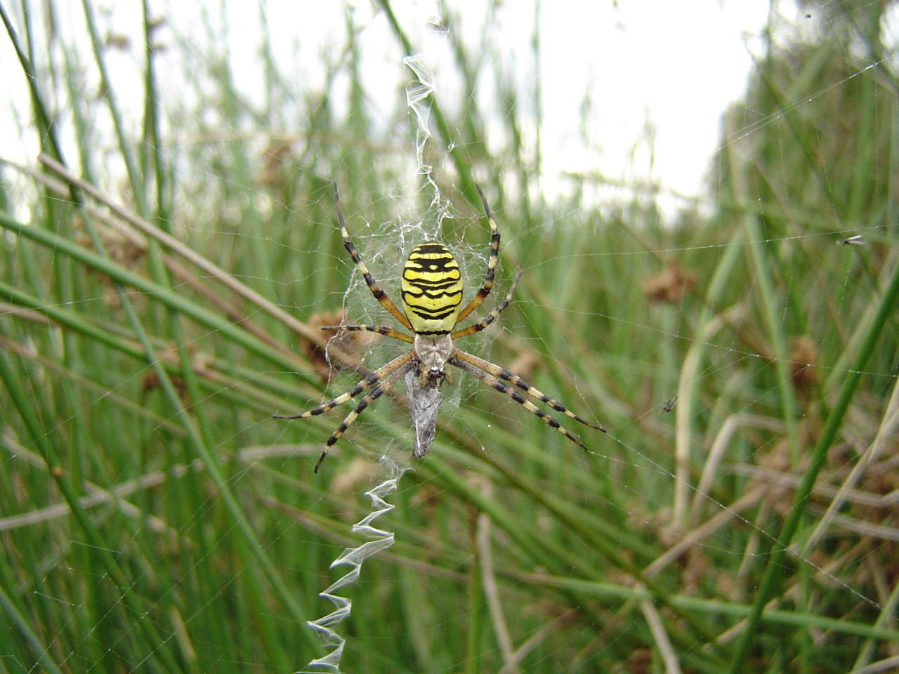 Vrouwtje in web, web met typische zigzagdraden 