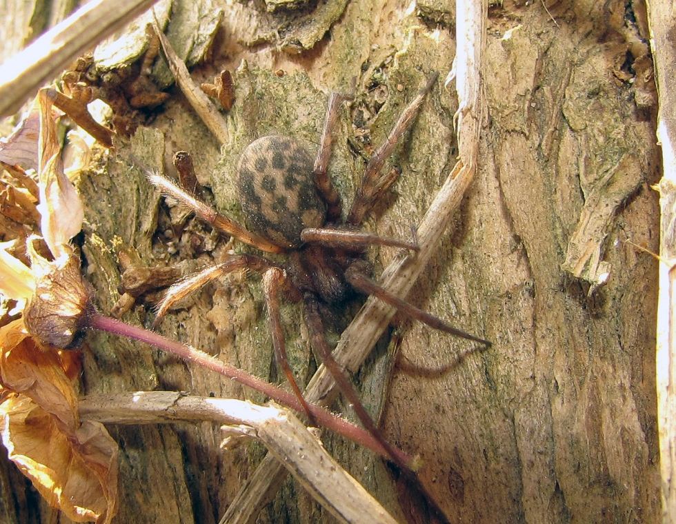 Barn funnel weaver SpiderSpotter